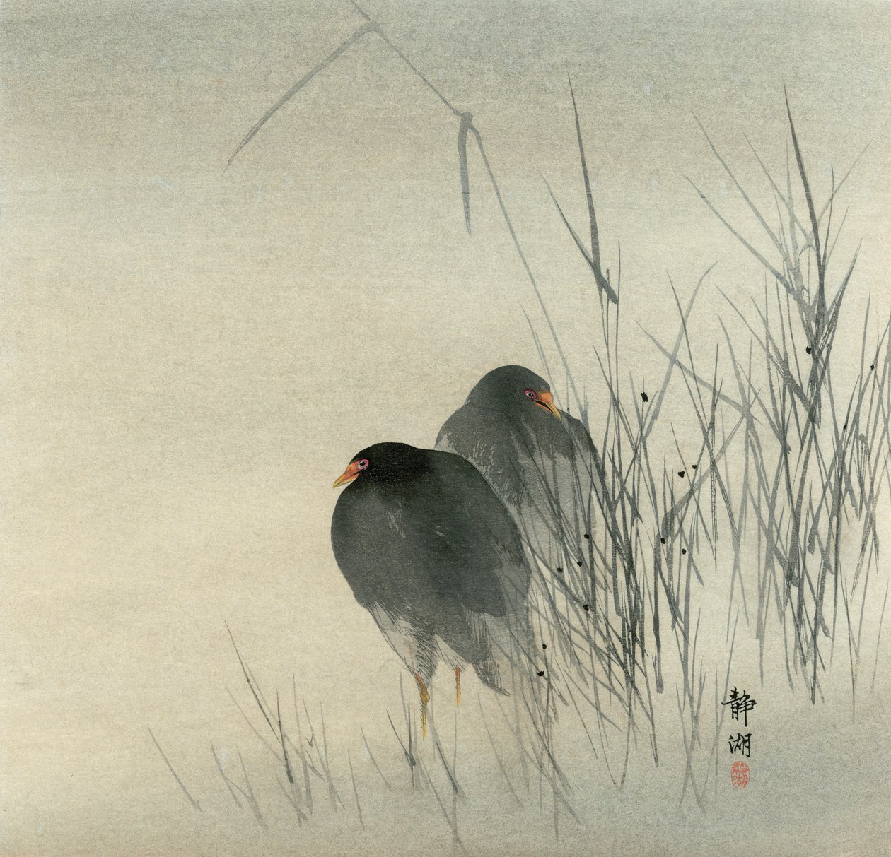 Dos gallinetas de agua de pie en juncos brumosos de Seiko Okuhara