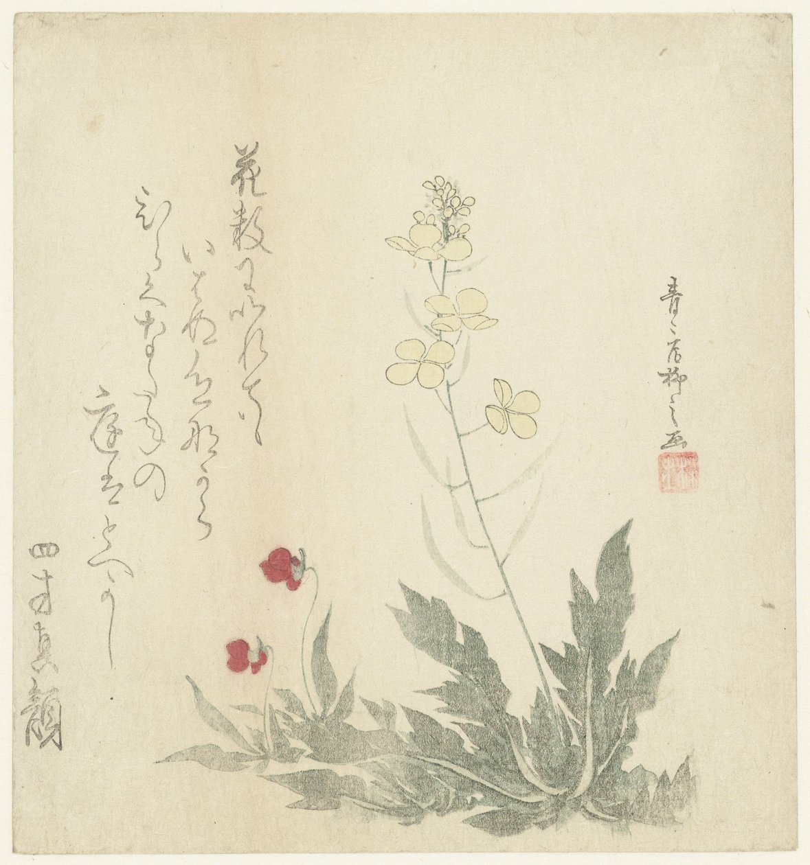 Plantas floreciendo de Seiseikyo Ryûshi