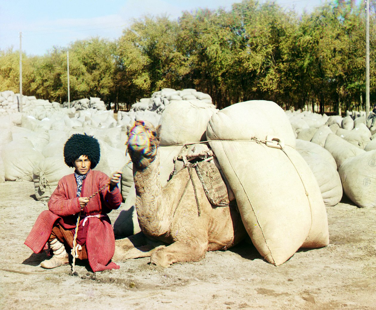 Hombre turcomano posando con camello cargado de sacos de algodón, Asia Central, Imperio Ruso, entre 1905 y 1915 de Sergey Prokudin Gorsky
