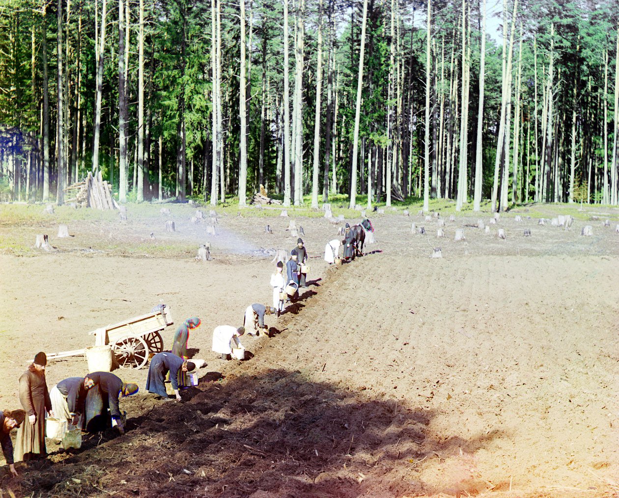 Monjes plantando papas cerca del Monasterio de Getsemaní, río Volga, Imperio Ruso, 1910 de Sergey Prokudin Gorsky