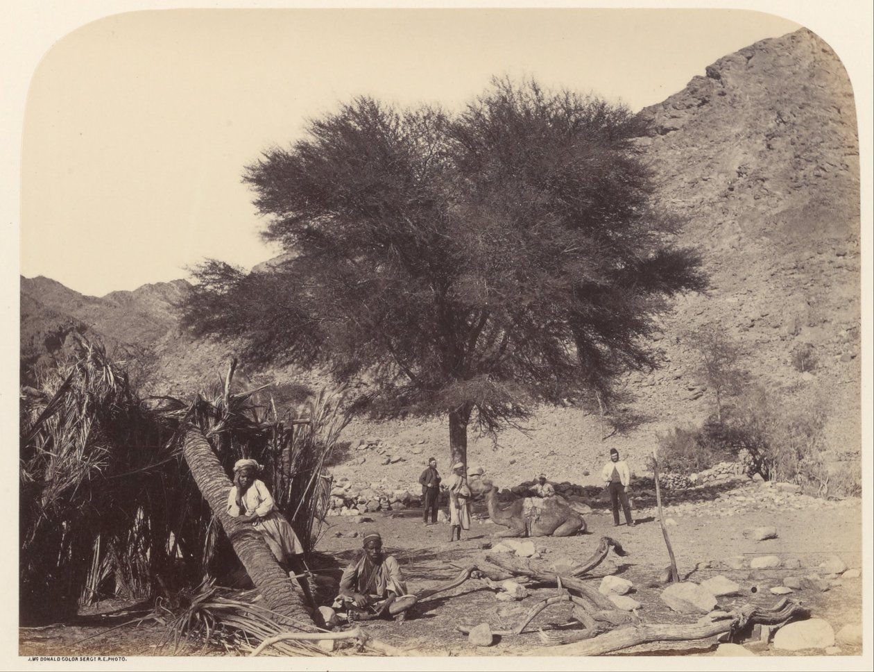 Árbol de Seyal (Shittim), dedicado al Santo Patrón, Wady Feiran de Sgt. James M. McDonald
