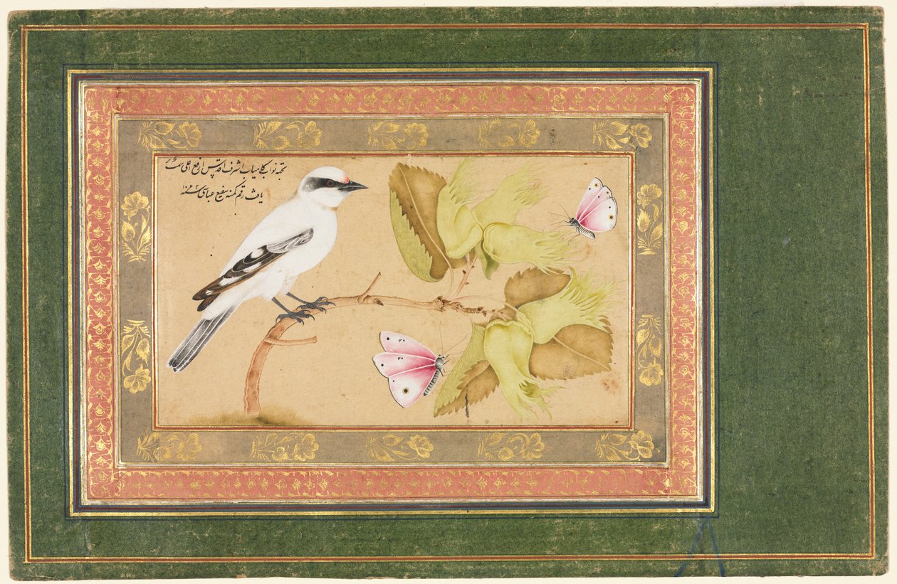 Pájaro blanco y negro posado en un arbusto de Shafi Abbasi