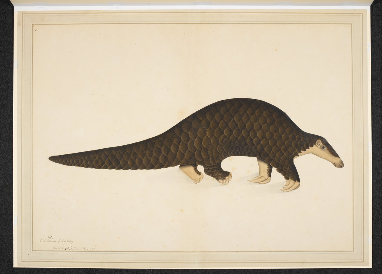 Añade la nieve. O. 4667, Pangolín u oso hormiguero escamoso de Shaikh Zain ud Din (fl.1777 83)