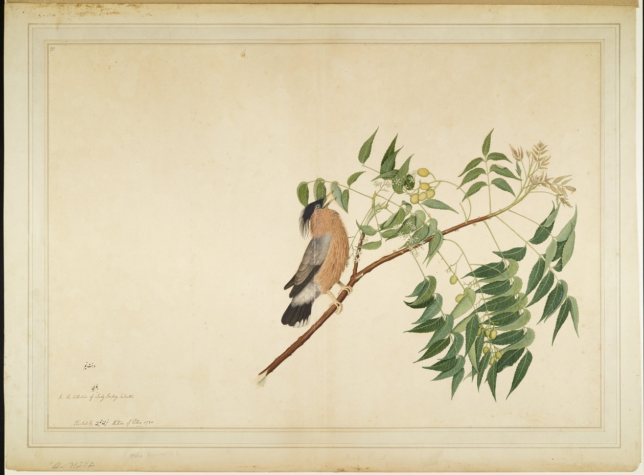 Estornino brahmán en rama de árbol de neem, folio de una serie encargada por Lady Impey, 1780 de Shaikh Zain ud Din
