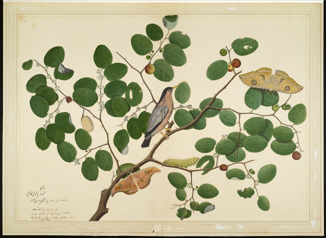 Estornino Brahminy con Dos Polillas Antheraea, Oruga y Capullo en Árbol de Jujube Indio, folio de una Serie Comisionada por Lady Impey, 1777 de Shaikh Zain ud Din