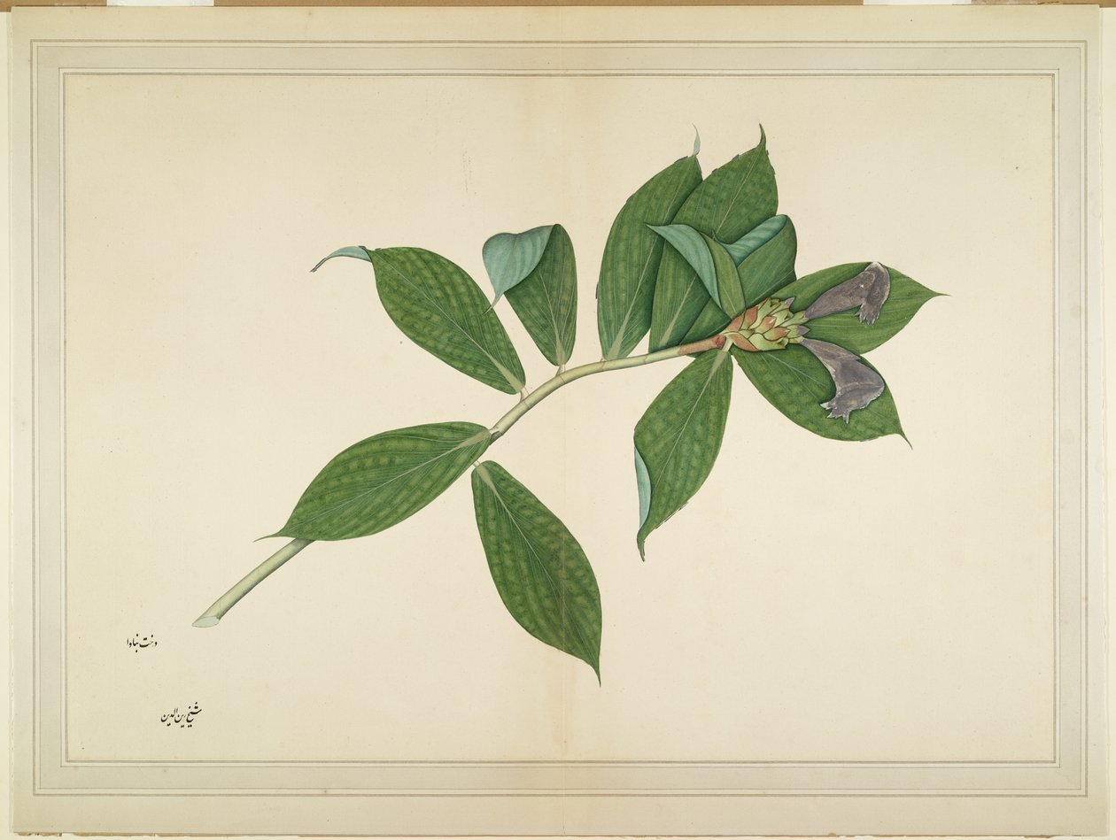 Planta de jengibre crepé, folio de una serie encargada por Lady Impey, c.1780 de Shaikh Zain ud Din