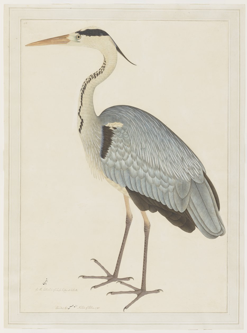Garza gris, folio de una serie encargada por Lady Impey, c.1780-82 de Shaikh Zain ud Din