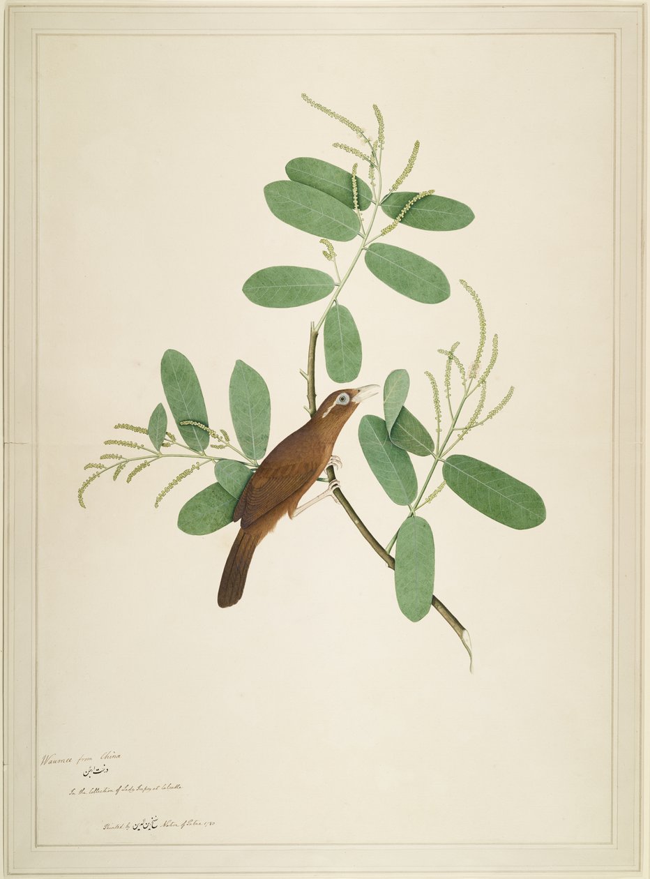 Hwamei en rama de Terminalia, folio de una serie encargada por Lady Impey, 1780 de Shaikh Zain ud Din
