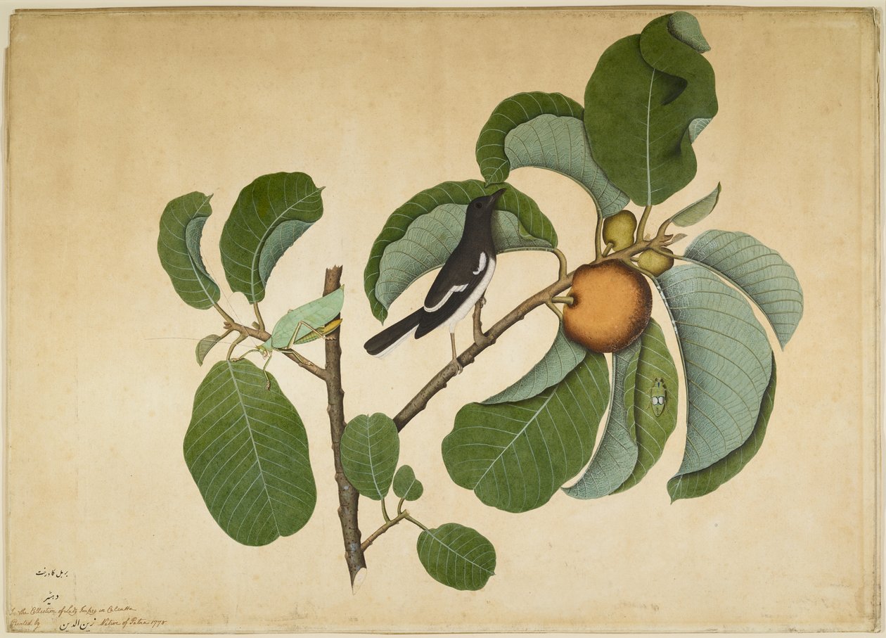 Mirlo oriental con katídido y saltamontes en rama de Jack Mono, folio de una serie encargada por Lady Impey, 1778 de Shaikh Zain ud Din