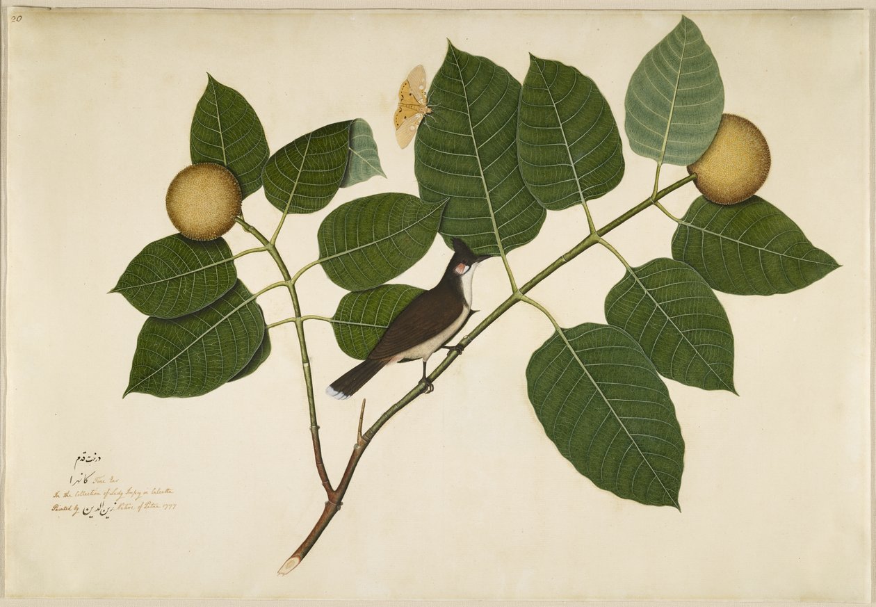 Bulbul de mejillas rojas y polilla Aganais Ficus en rama de Kadamba, folio de una serie encargada por Lady Impey, 1777 de Shaikh Zain ud Din