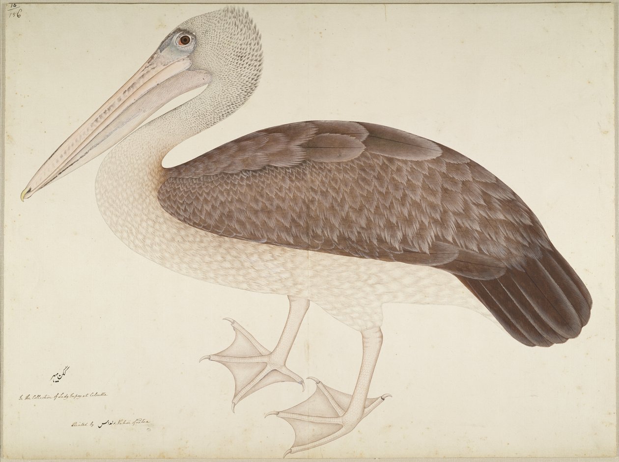 Pelícano de pico manchado, folio de una serie encargada por Lady Impey, c.1780-82 de Shaikh Zain ud Din