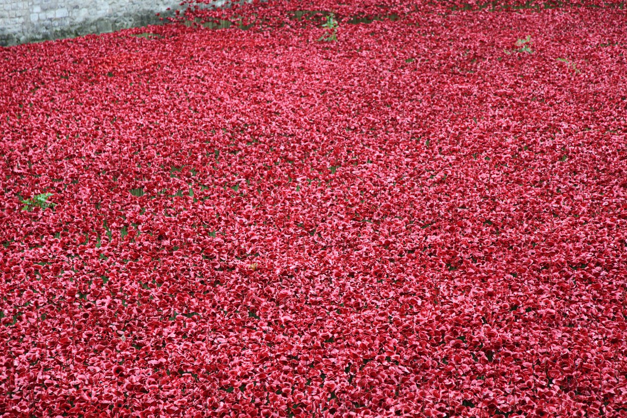 Tierras y mares de rojo barridos por la sangre, Torre de Londres, 2014 de Sheldon Marshall