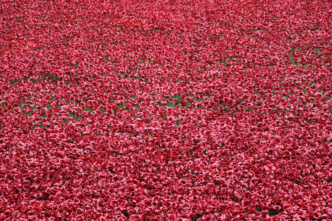 Tierras y mares de sangre barridos por el rojo, Torre de Londres, 2014 de Sheldon Marshall