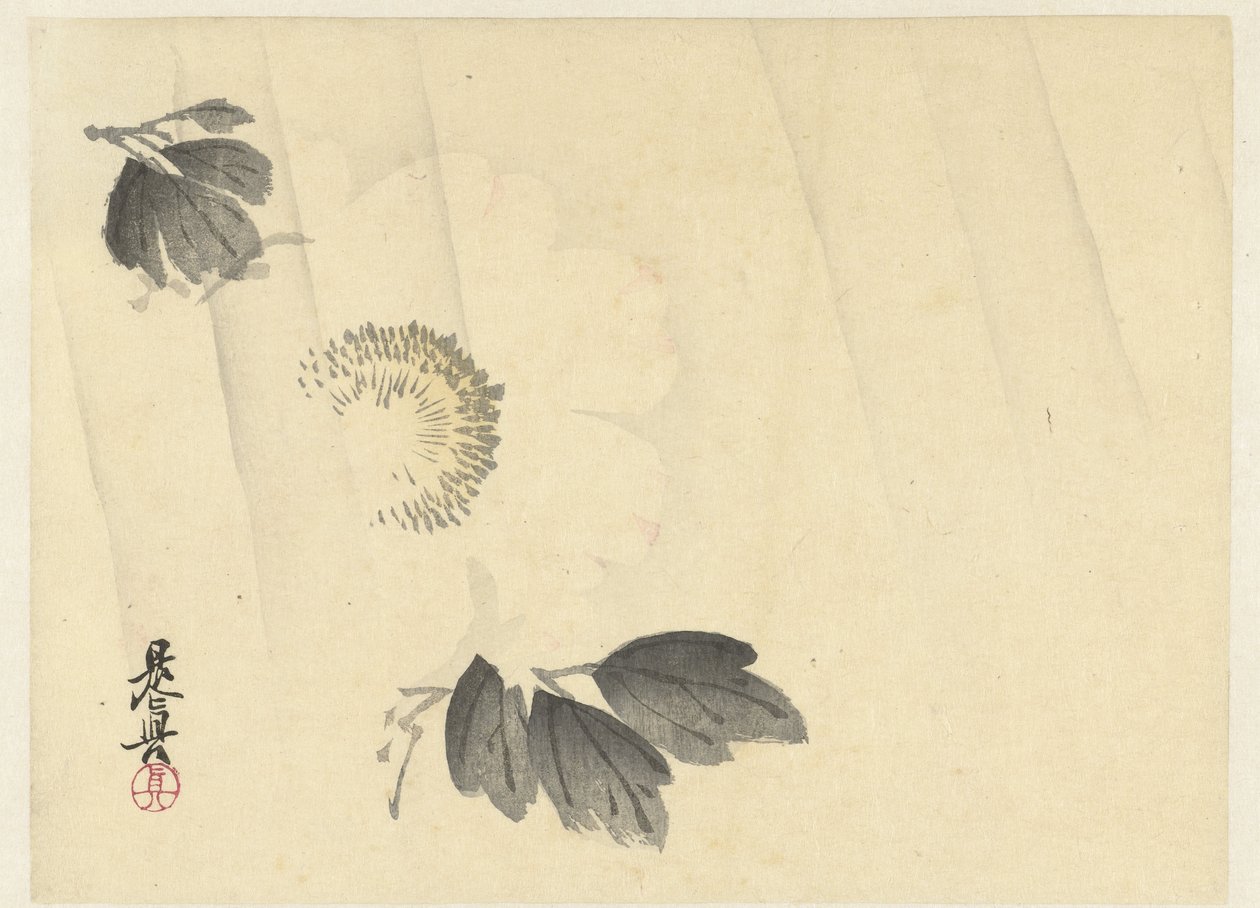 Peonía blanca bajo la lluvia de Shibata Zeshin