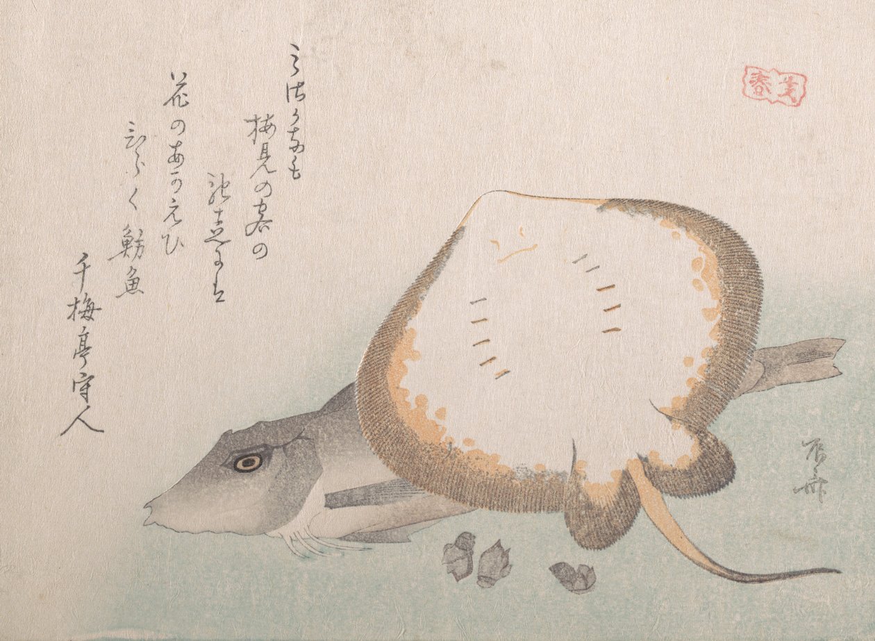 Raya y Gurnard, probablemente 1815 de Shinsai