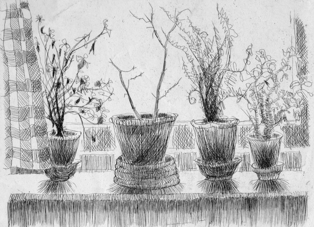Plantas muertas en un alféizar, 1952 de Shirley Markham