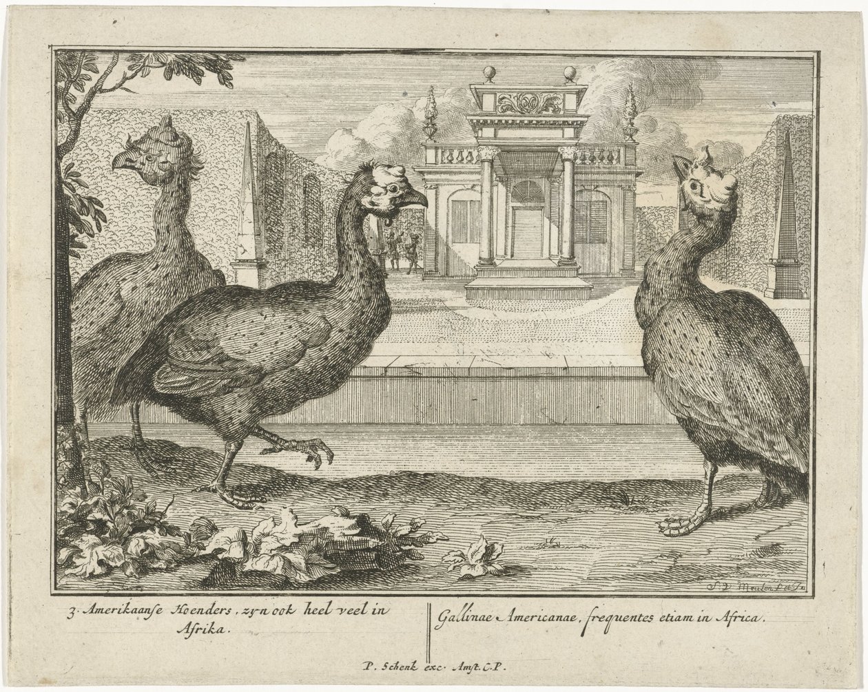gallina de Guinea 3 aves americanas, también están muy en África (...) (título sobre el objeto) de Sieuwert van der Meulen