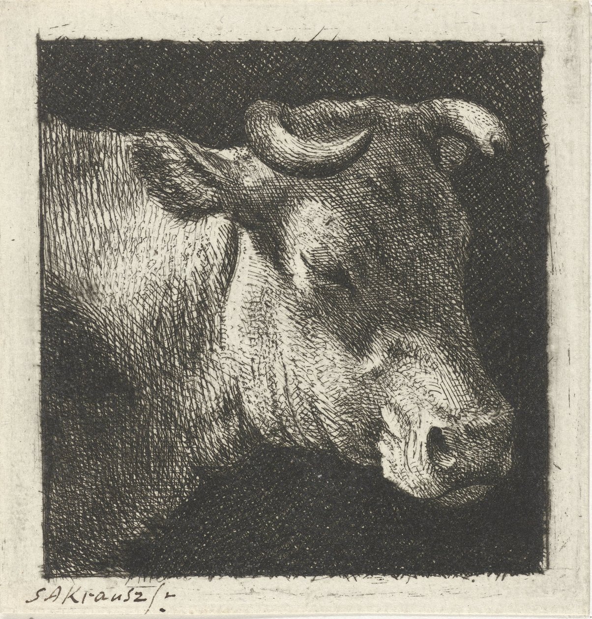 Cabeza de vaca a la derecha de Simon Andreas Krausz