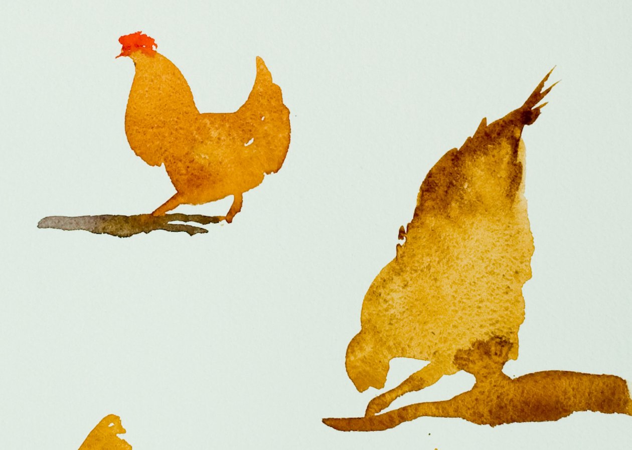 Gallinas, una rascándose, 2013 (acuarela) de Simon Fletcher