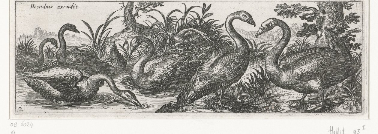 cisnes Pájaros e insectos (título de la serie) de Simon Frisius