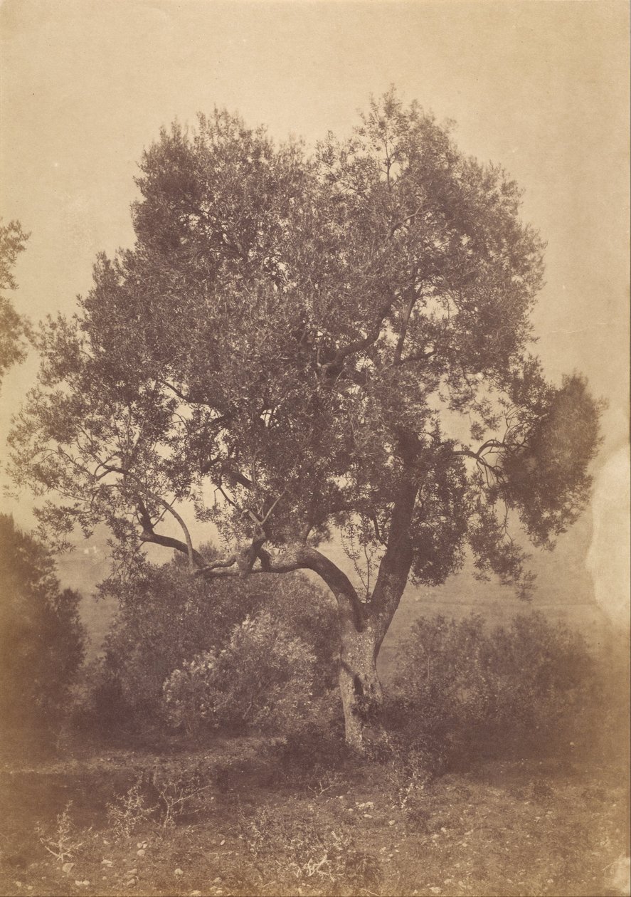 Roble de Sir Coutts Lindsay