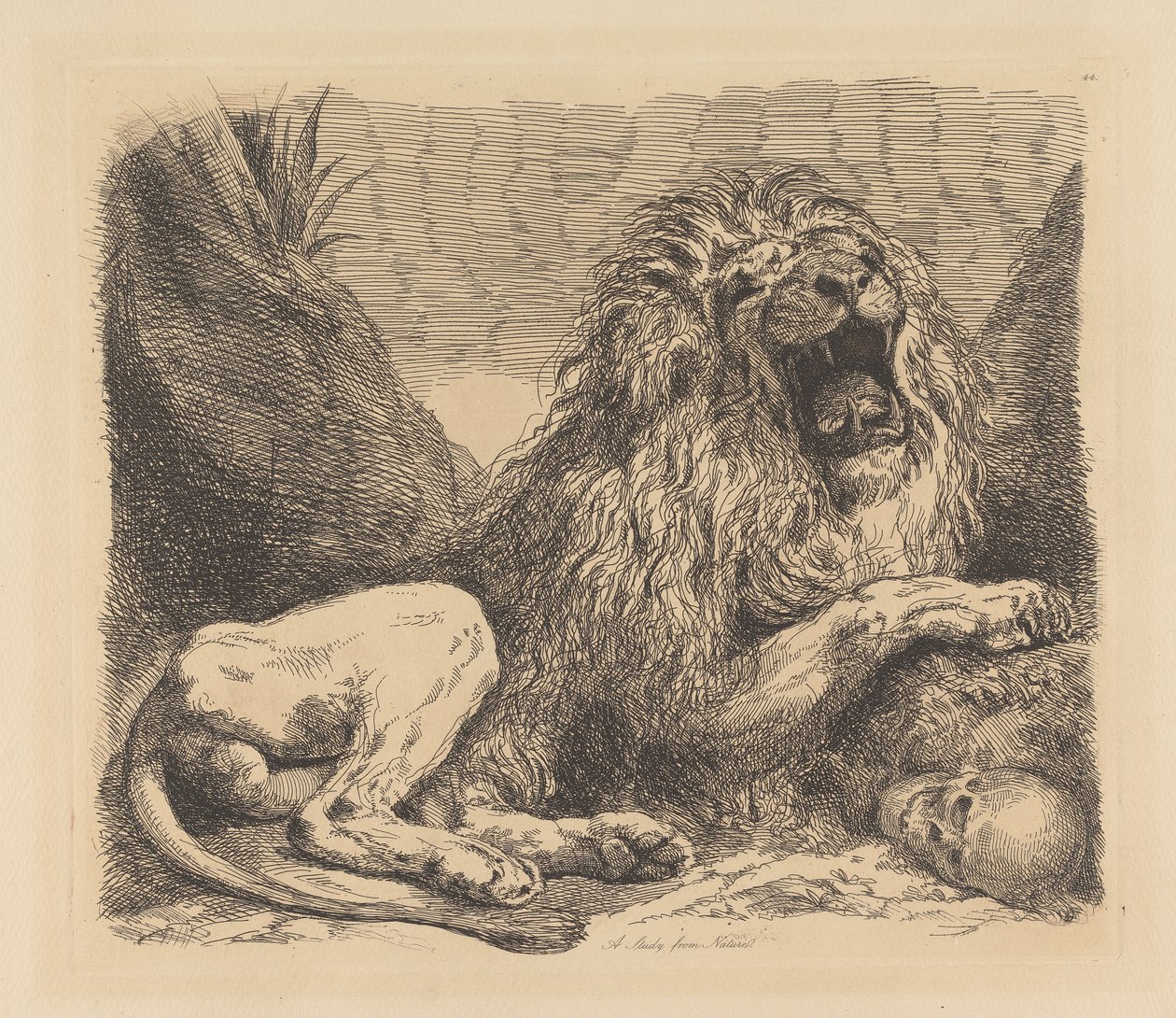 Un estudio de la naturaleza; un león entre rocas, rugiendo, un cráneo humano abajo a la derecha de Sir George Hayter