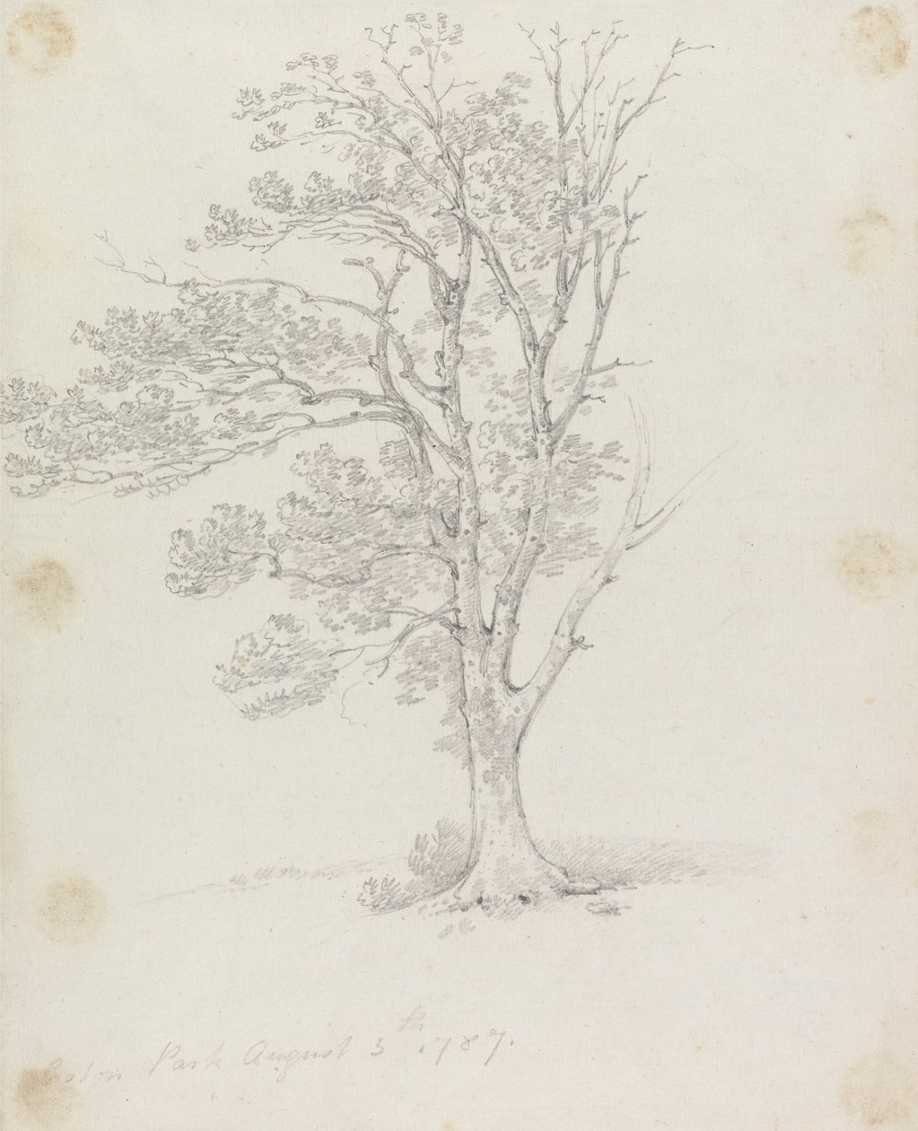 Árbol en Easton Park de Sir George Howland Beaumont seventh Baronet
