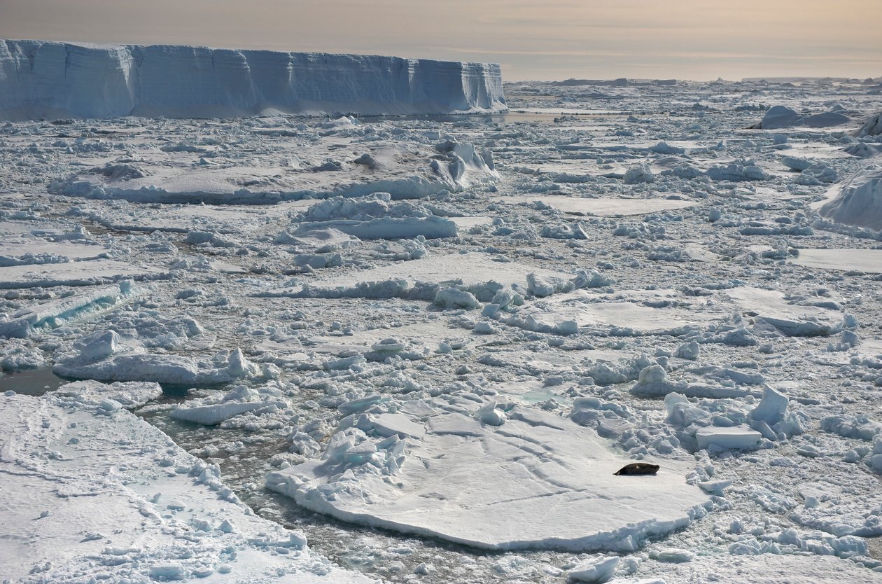 Foca de Weddell, Leptonychotes weddellii, descansando cerca de icebergs tabulares. Antártida., 2022 (foto) de Sisse Brimberg