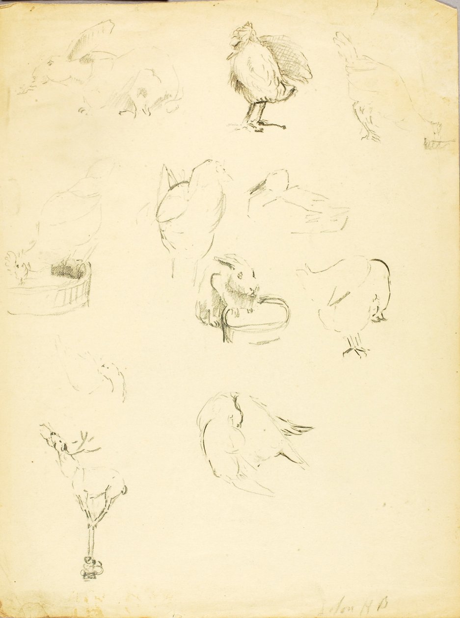 Estudios sobre animales de Solon H. Borglum
