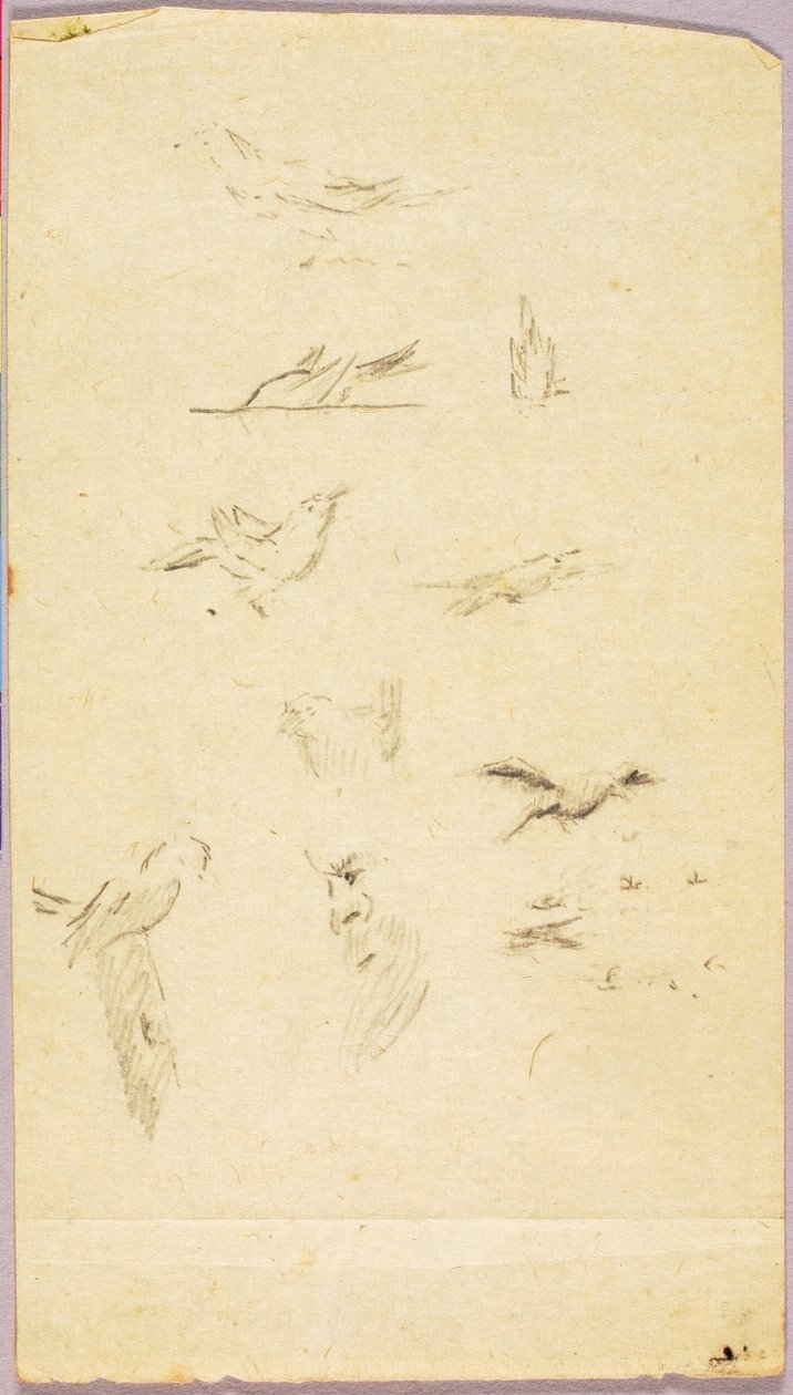 Pájaros de Solon H. Borglum