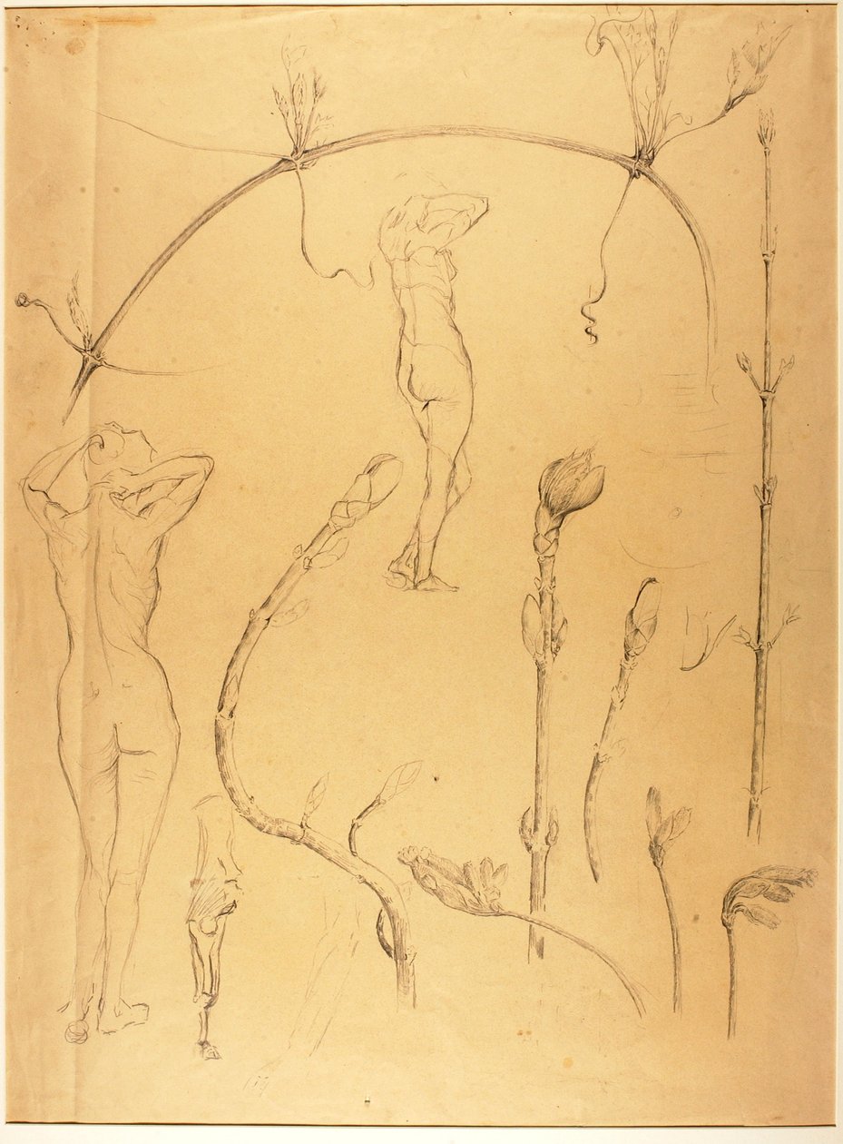Rama y estudio de desnudo de Solon H. Borglum