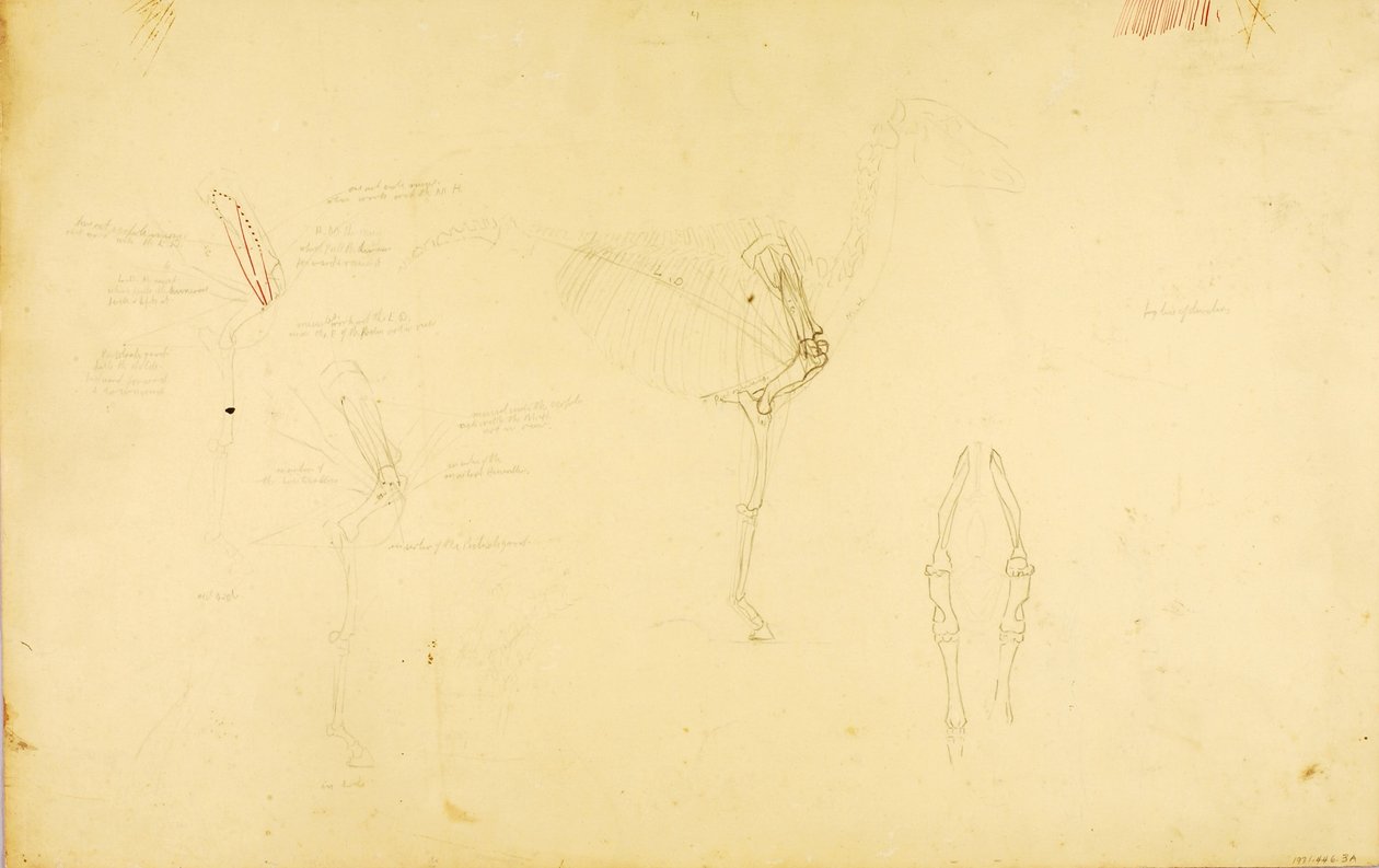 Anatomía del caballo de Solon H. Borglum
