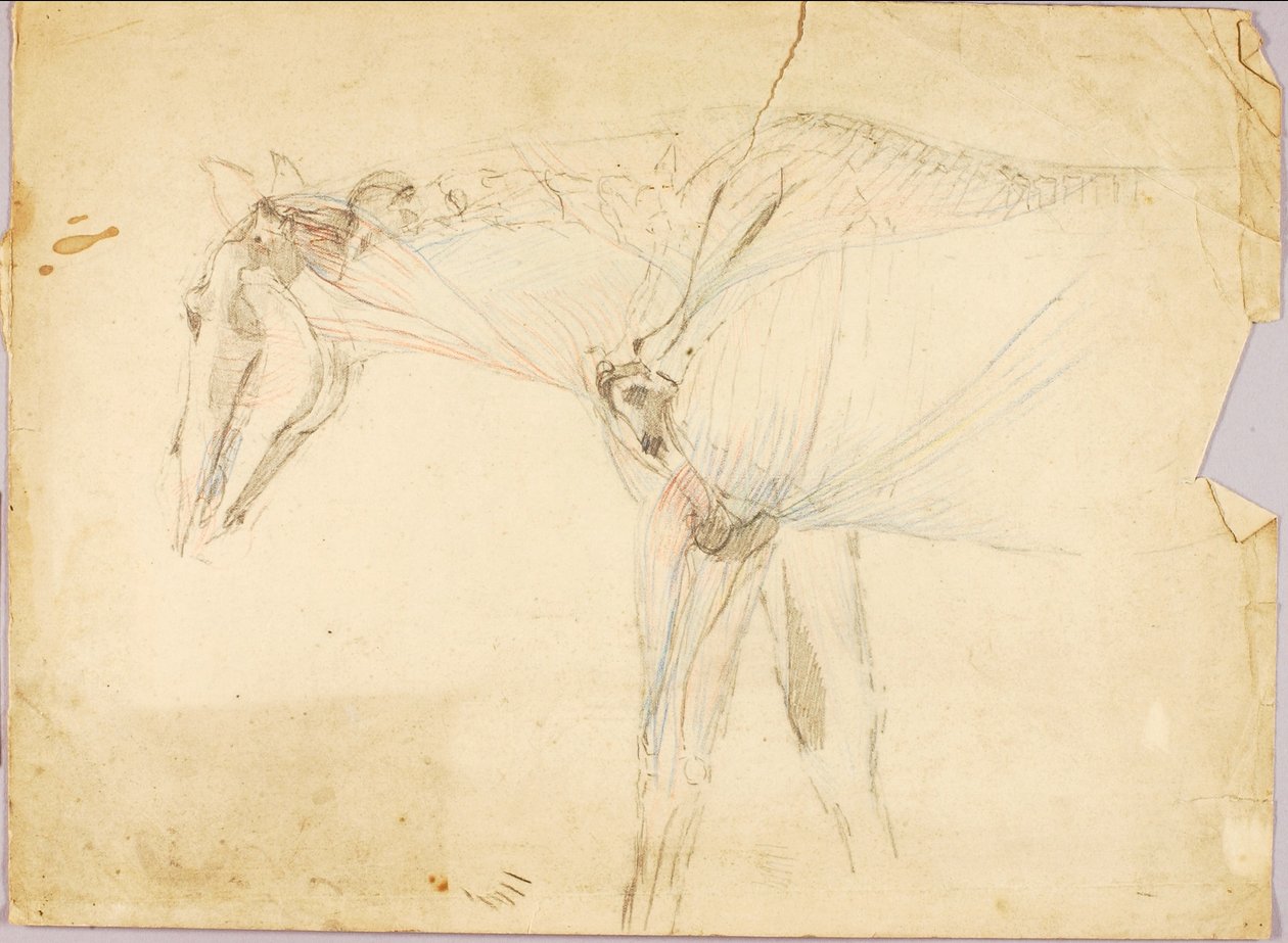 Estudio sobre caballos de Solon H. Borglum