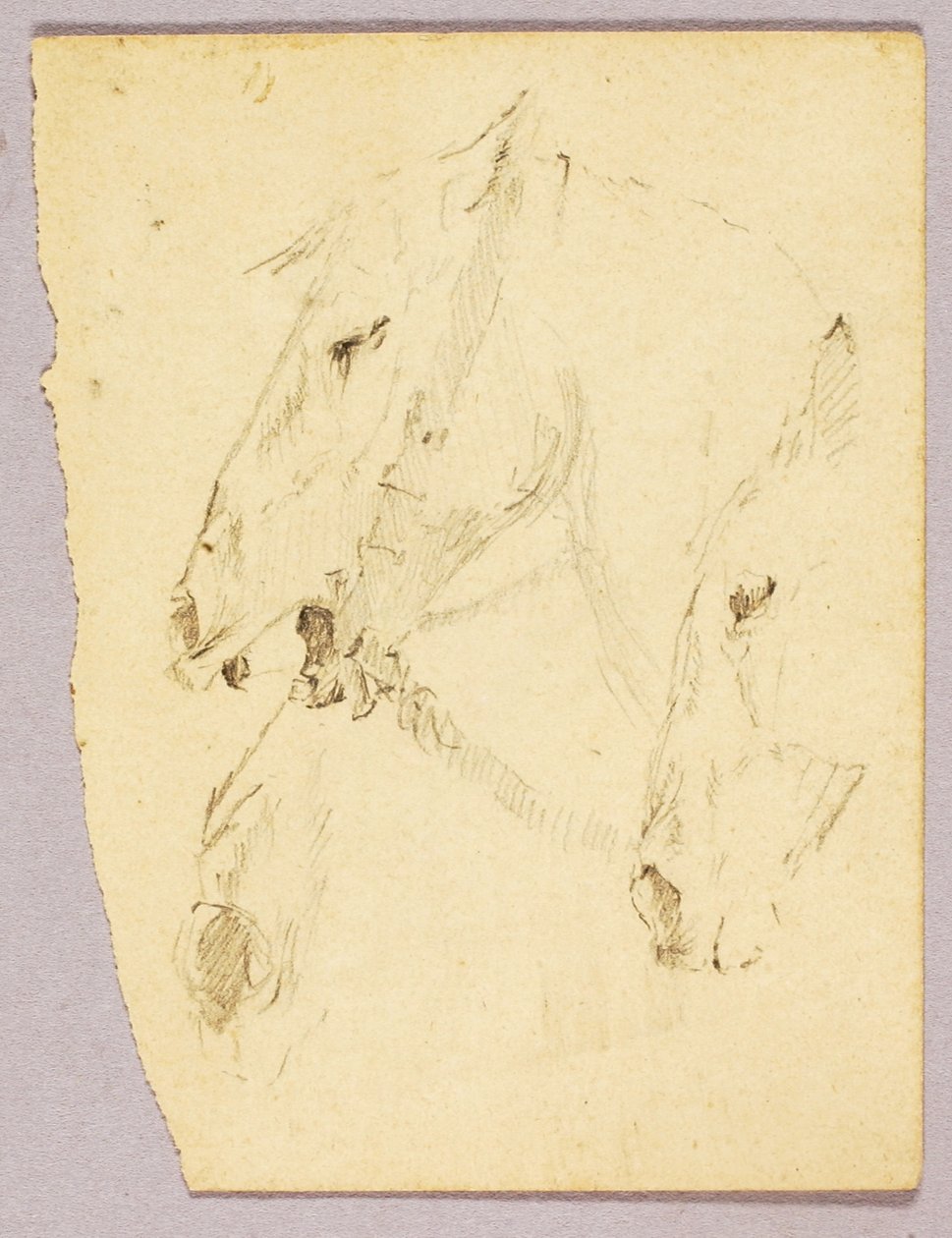 Cabezas de caballo de Solon H. Borglum
