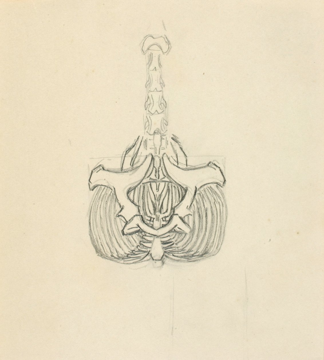 Pelvis de Solon H. Borglum
