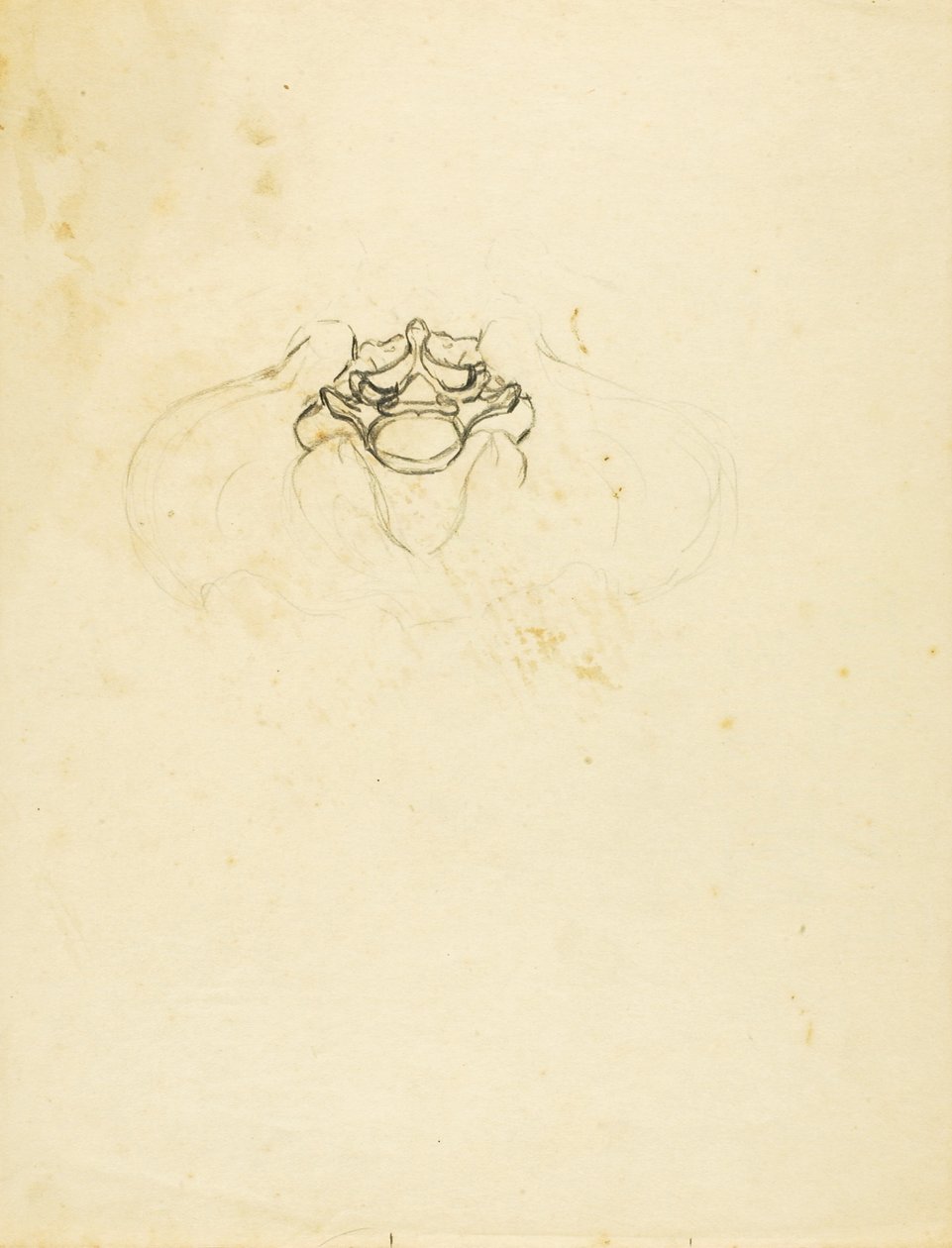 Pelvis de Solon H. Borglum