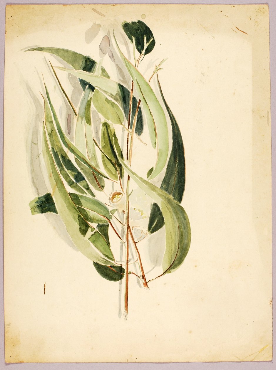 Estudio de plantas de Solon H. Borglum