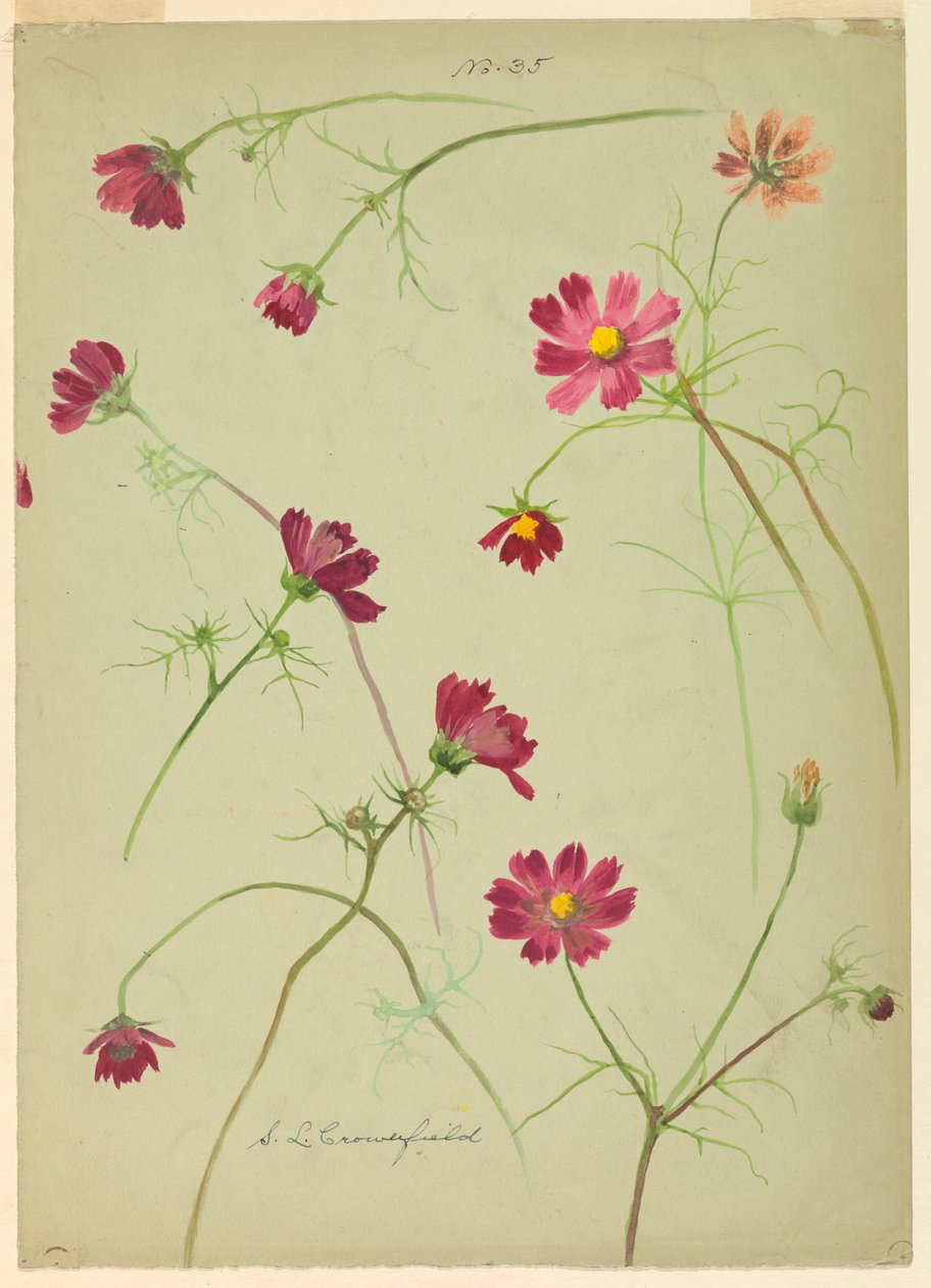 Dibujo, Estudios: Cosmos, finales del siglo XIX de Sophia L. Crownfield