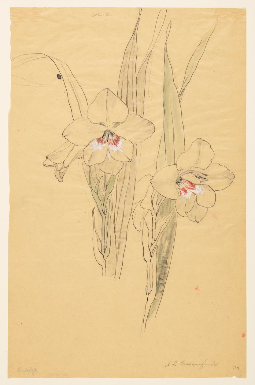 Estudio de amarilis de Sophia L. Crownfield
