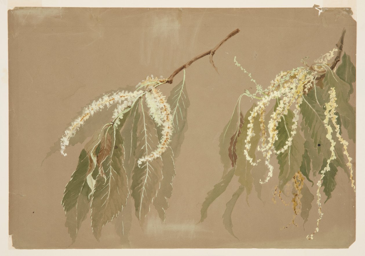 Estudio de ramas de castaño de Sophia L. Crownfield