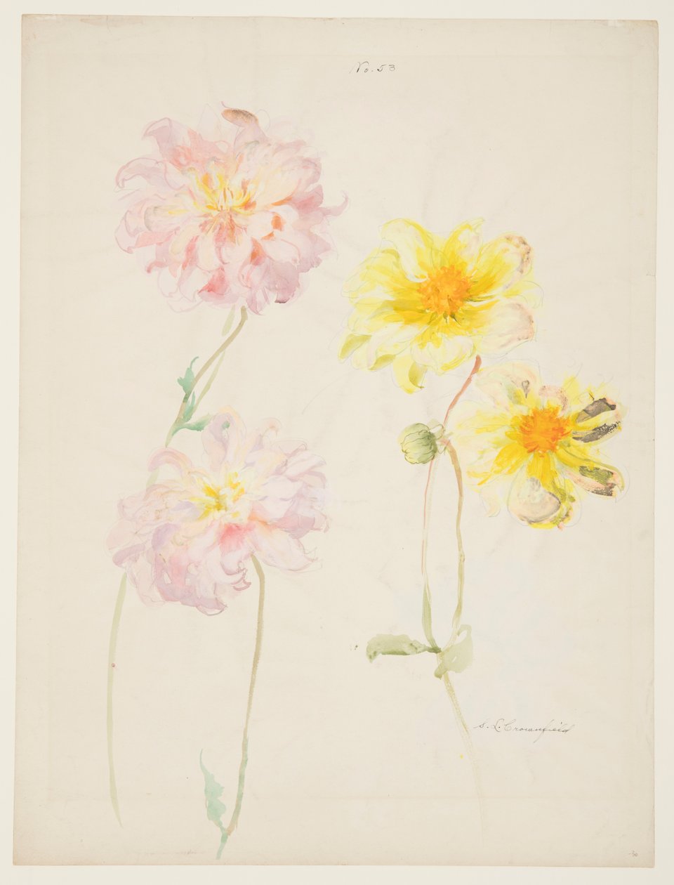 Estudio de Dalias de Sophia L. Crownfield
