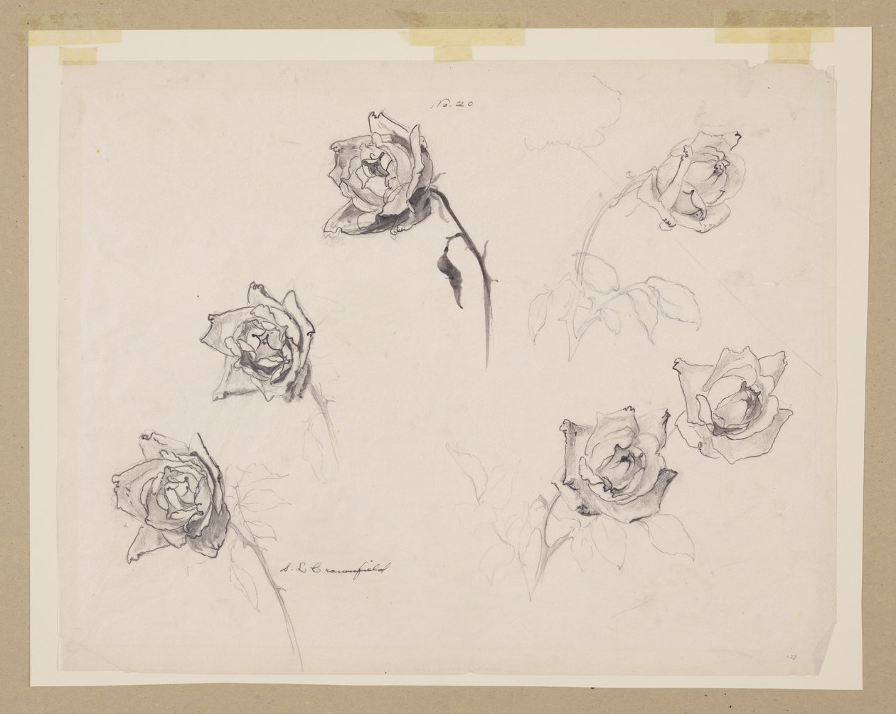 Estudio de rosas de Sophia L. Crownfield