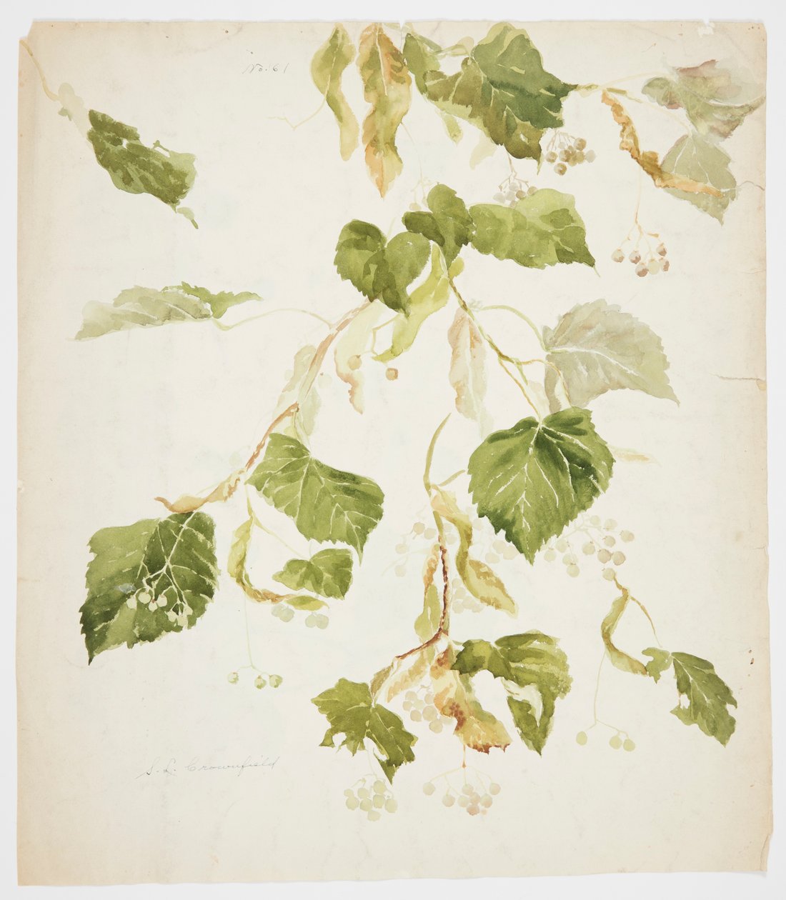 Estudio de una rama de tilo de Sophia L. Crownfield
