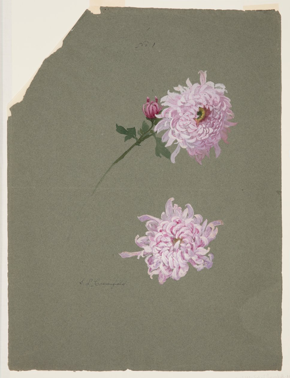 Dos estudios de crisantemos violetas de Sophia L. Crownfield