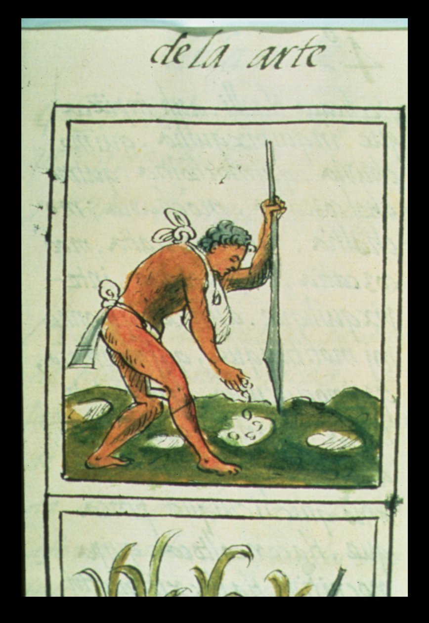 Un hombre azteca plantando maíz, del 