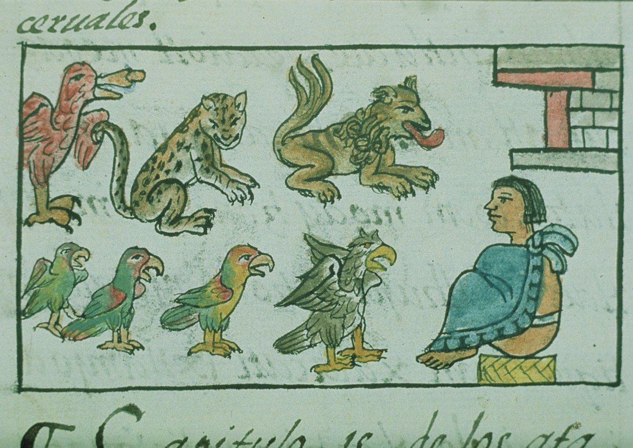 Ms Palat. 218-220 Libro IX Animales del Emperador Azteca, del 