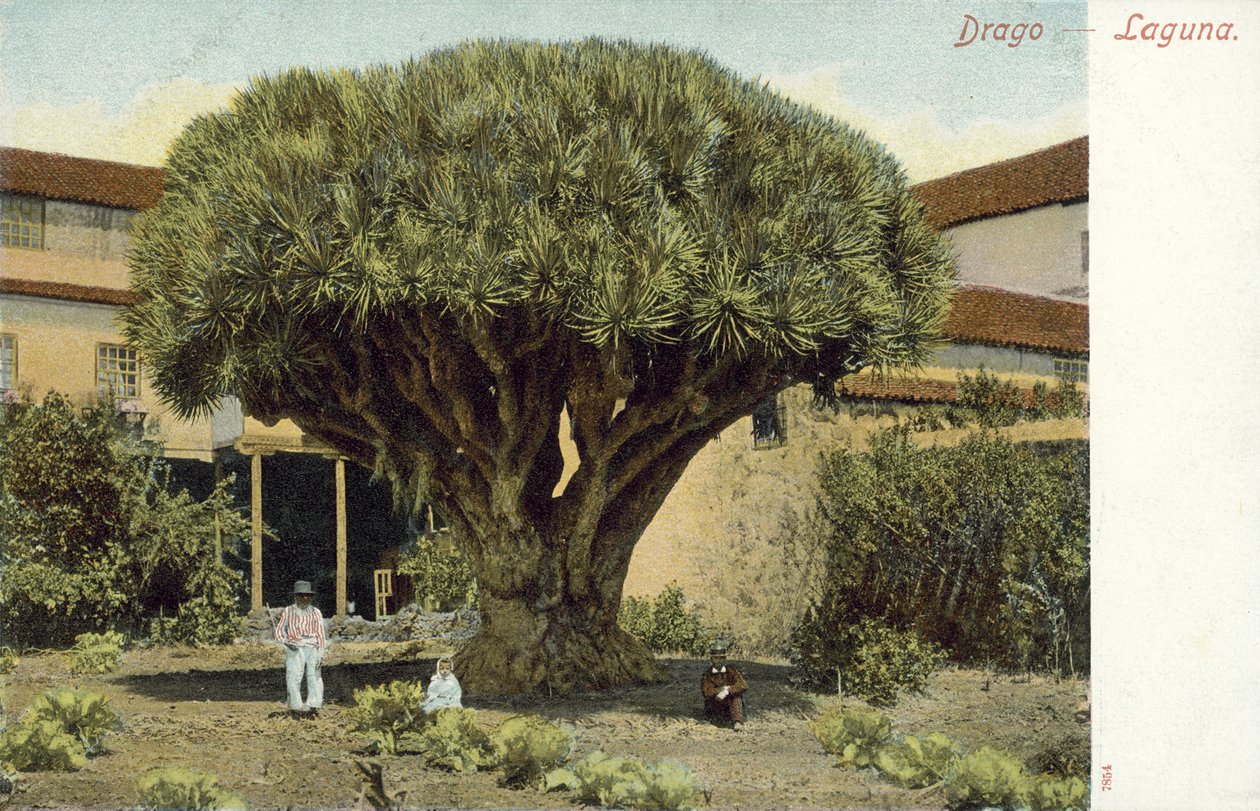 Árbol del dragón (foto en color) de Spanish Photographer
