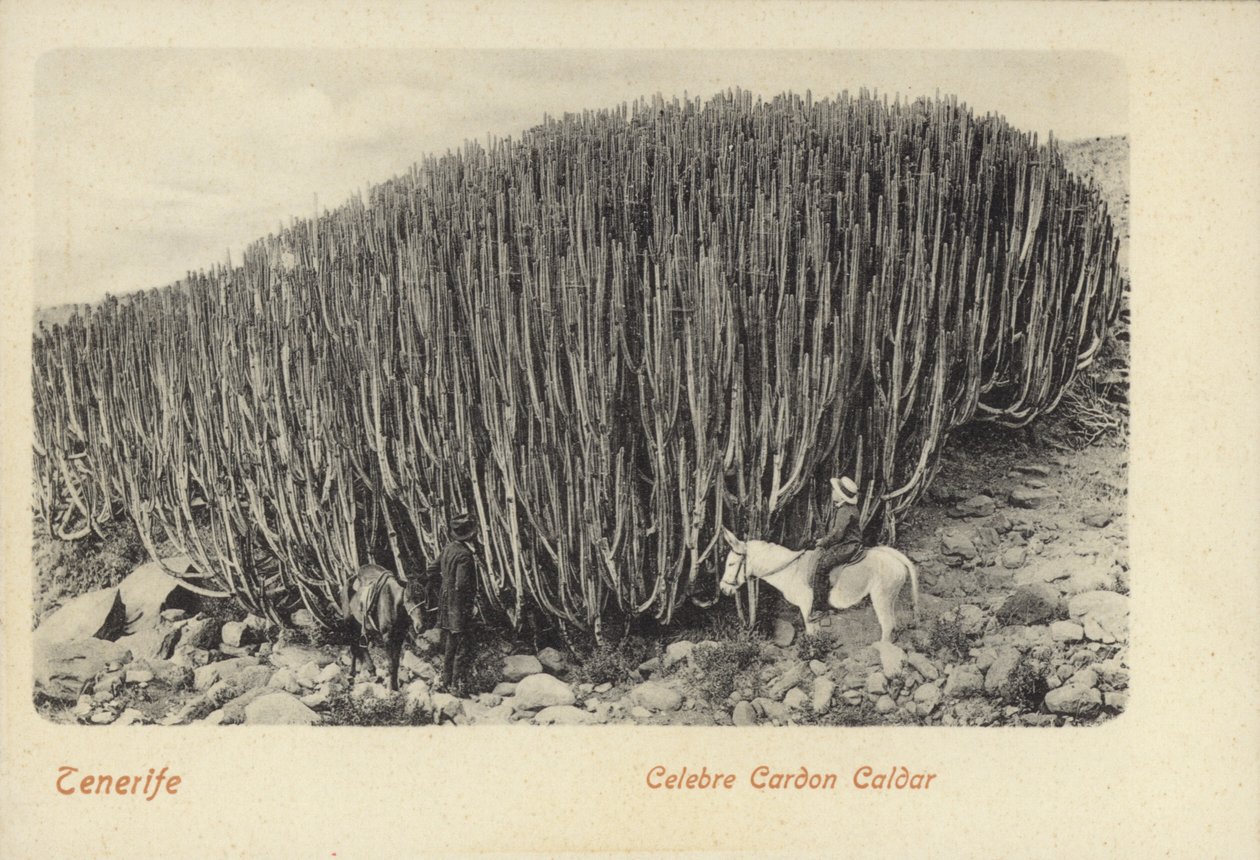 Hombres contemplando los famosos cactus de Cardón en Tenerife (foto b/n) de Spanish Photographer