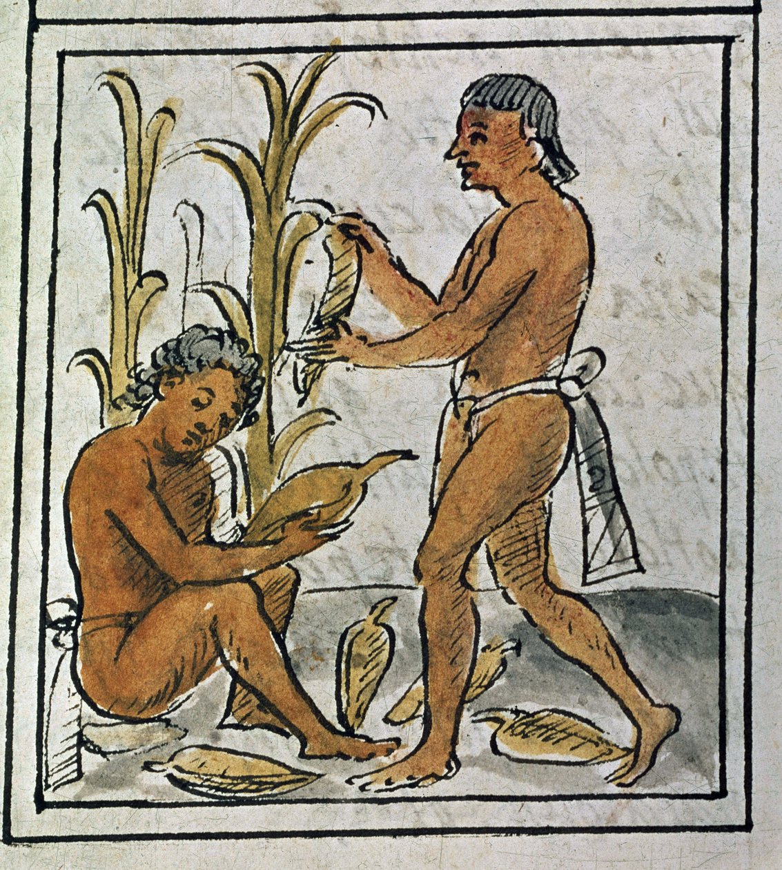 Códice de la conquista de México: recogiendo maíz de Spanish School