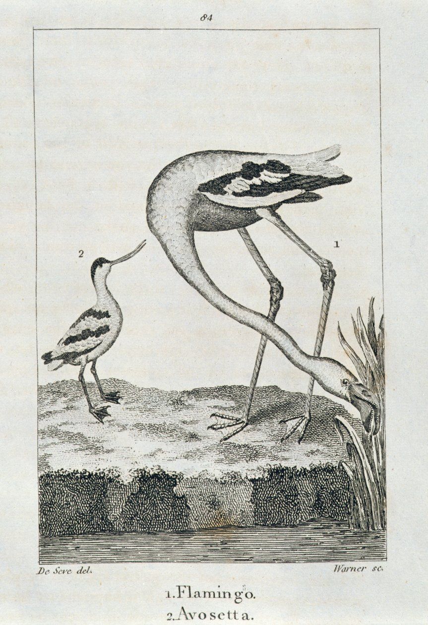 Flamenco y Avoceta, de Una Historia de la Tierra y la Naturaleza Animada, Londres 1816 de Spanish School